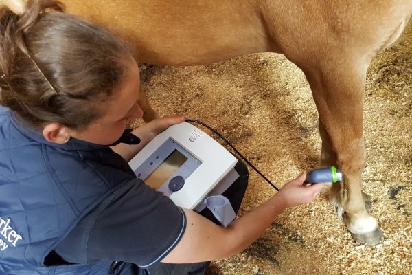 Electrotherapies - As utilized By A Veterinary Physiotherapist