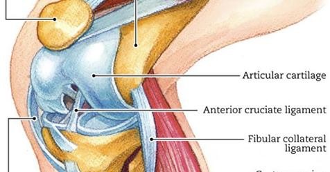 10 Of the Best Strengthening Exercises For Knee Pain