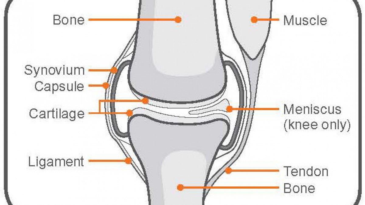 Knee Joint Care  Orthopedic Specialists Explain You How To